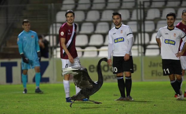 La nota curiosa de la tarde la puso la presencia de un cisne en el campo..