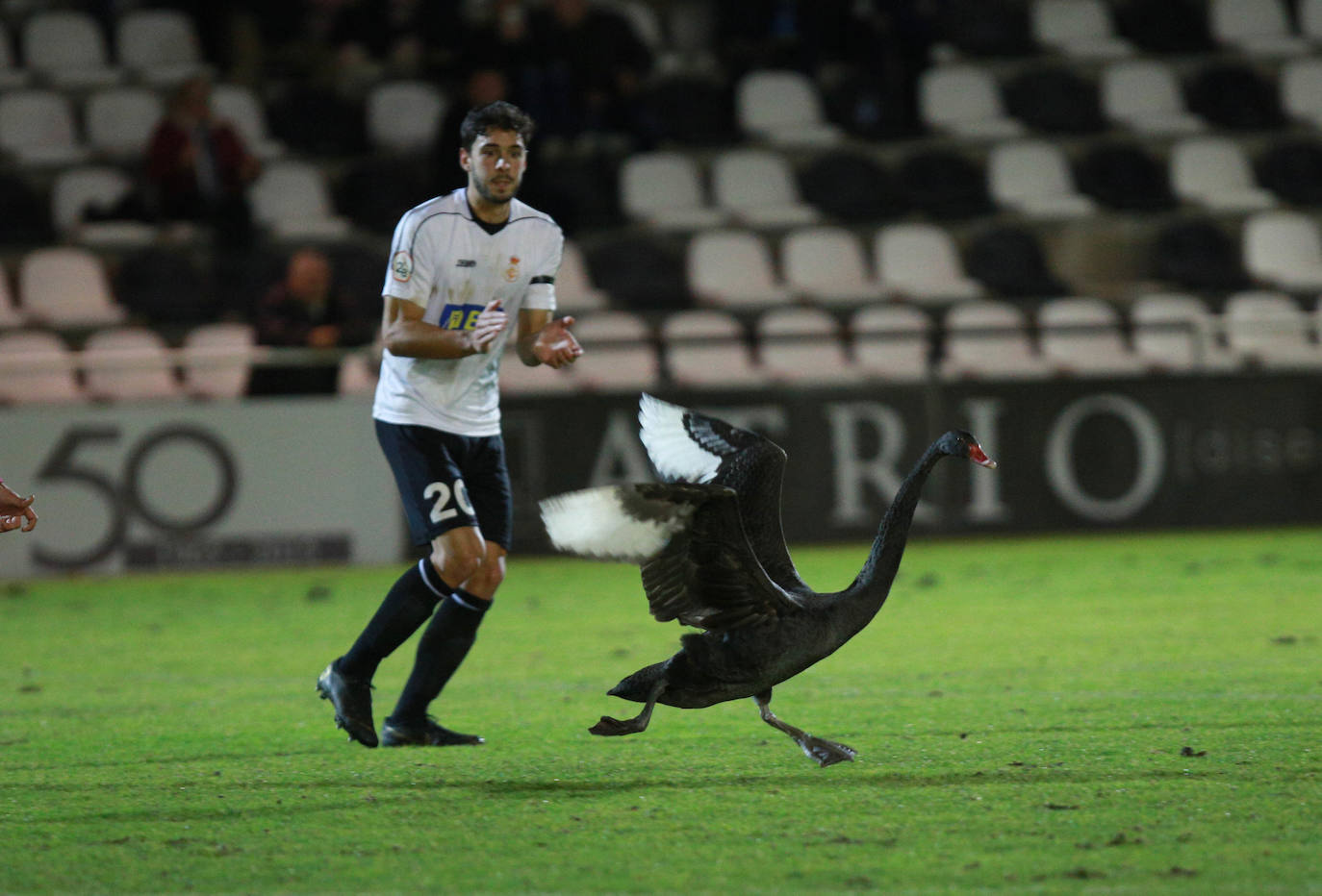 on dos claras ocasiones ha comenzado el Real Unión su choque de la última jornada de la primera vuelta ante el Haro. En el minuto 6, Galán ganaba línea de fondo y la cedía atrás para Eneko, que remataba ligeramente desviado a la derecha de Sobrón. La nota curiosa de la tarde la puso la presencia de un cisne en la segunda parte, que mantuvo detenido el choque varios minutos.