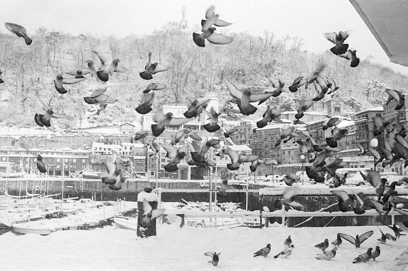 Las palomas tuvieron dificultades para encontrar alimentos
