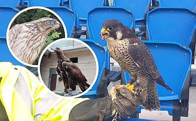 Las rapaces vuelven a Anoeta