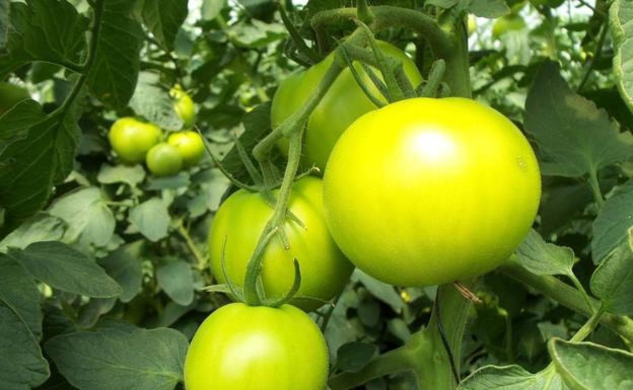 Jitomates, qué son y su diferencia con los tomates