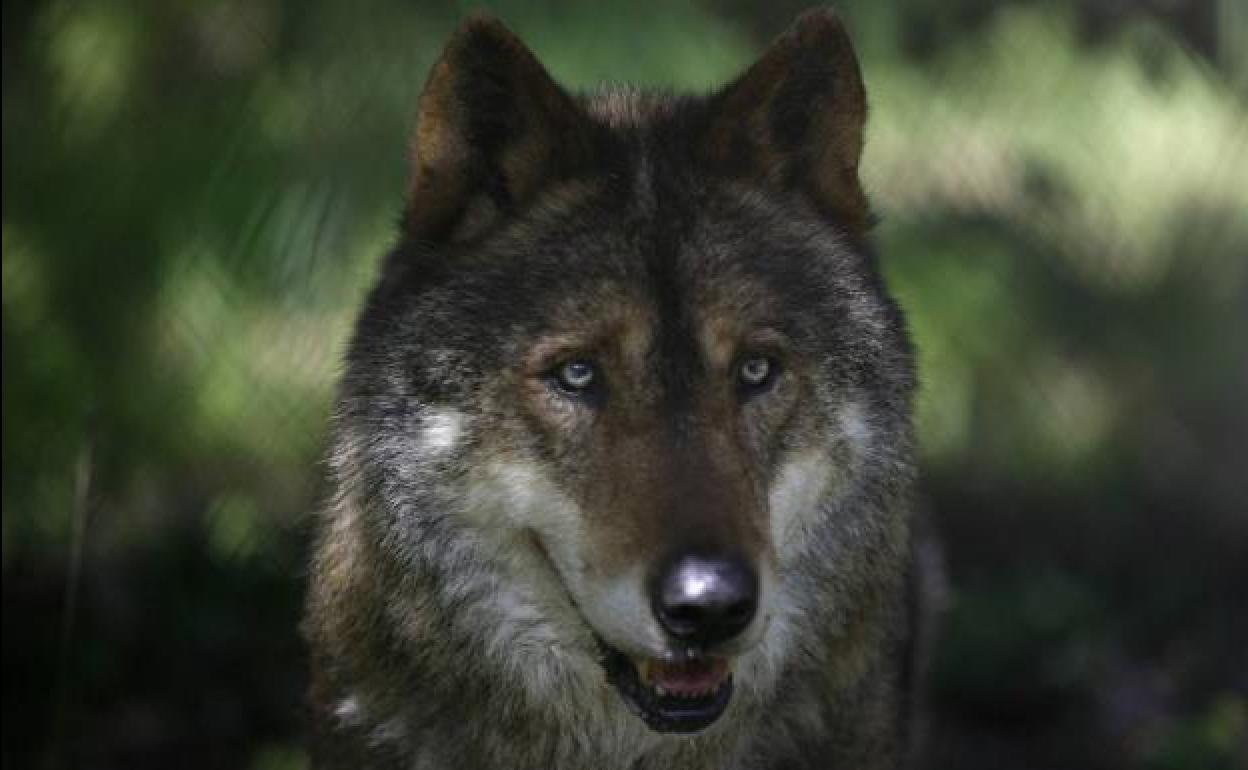 Ejemplar de lobo ibérico