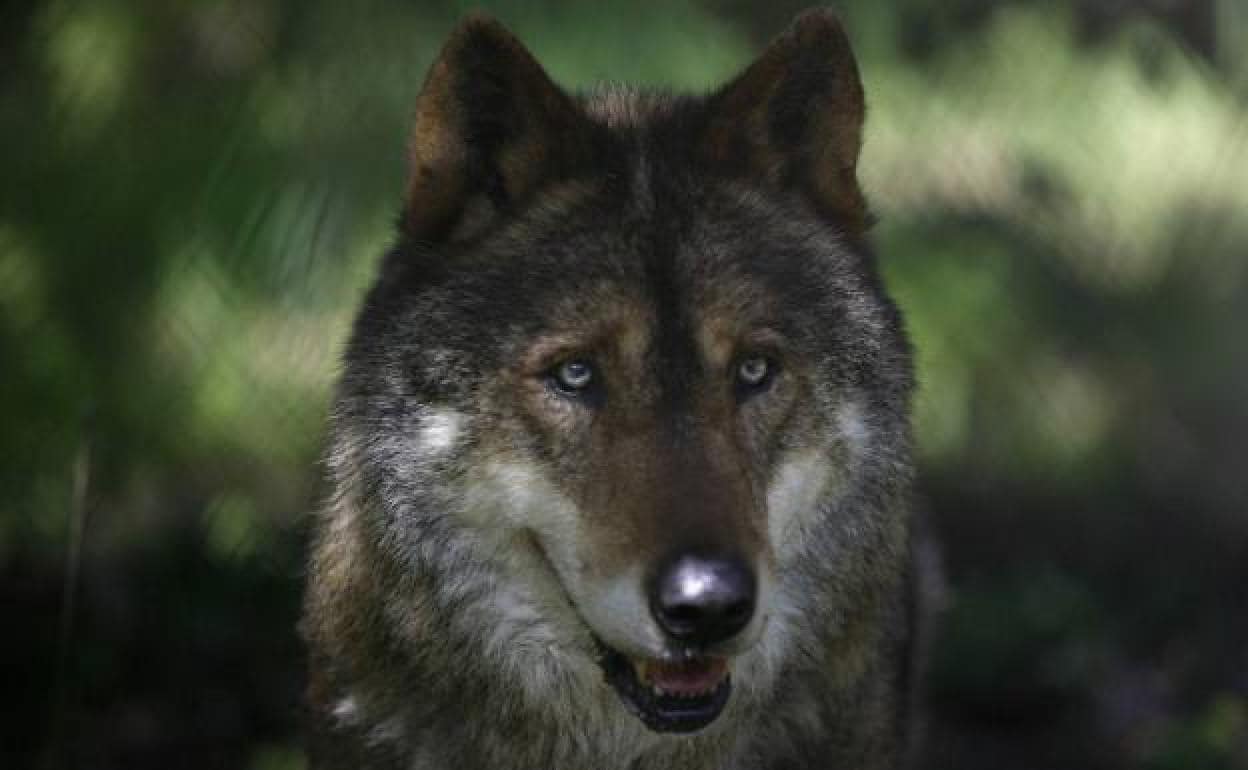 El lobo, en el catálogo de especies amenazadas de Euskadi con la protección más baja