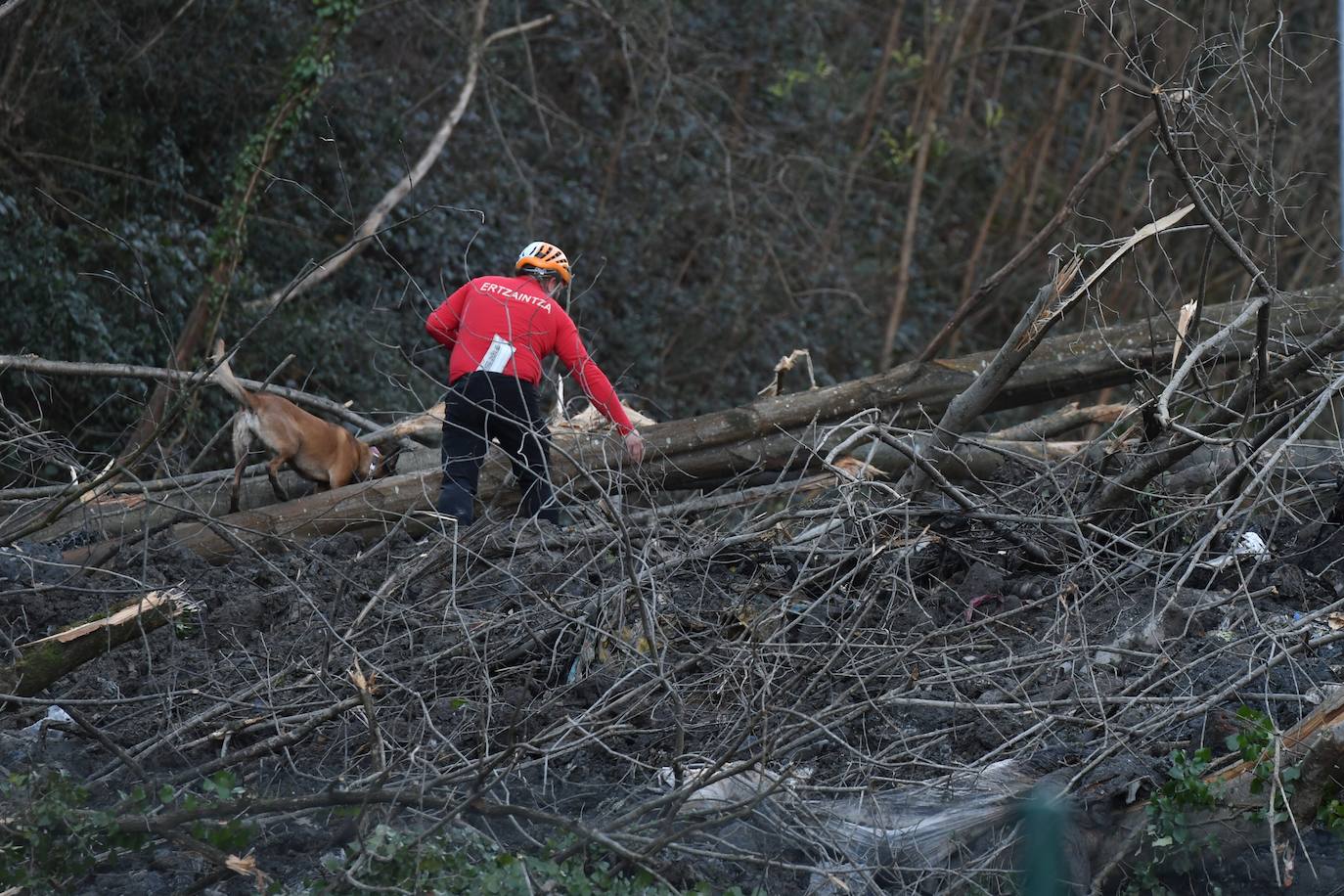 Un desprendimiento de tierras ha provocado la caída de un árbol de grandes dimensiones sobre la calzada y ha obligado a cortar la AP-8.