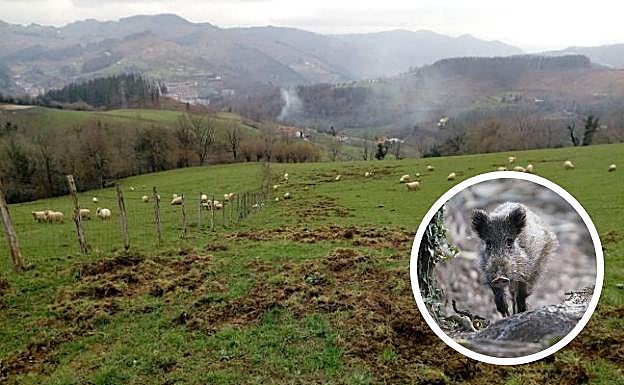 La tierra hurgada por los jabalíes en uno de los terrenos de Elgoibar.