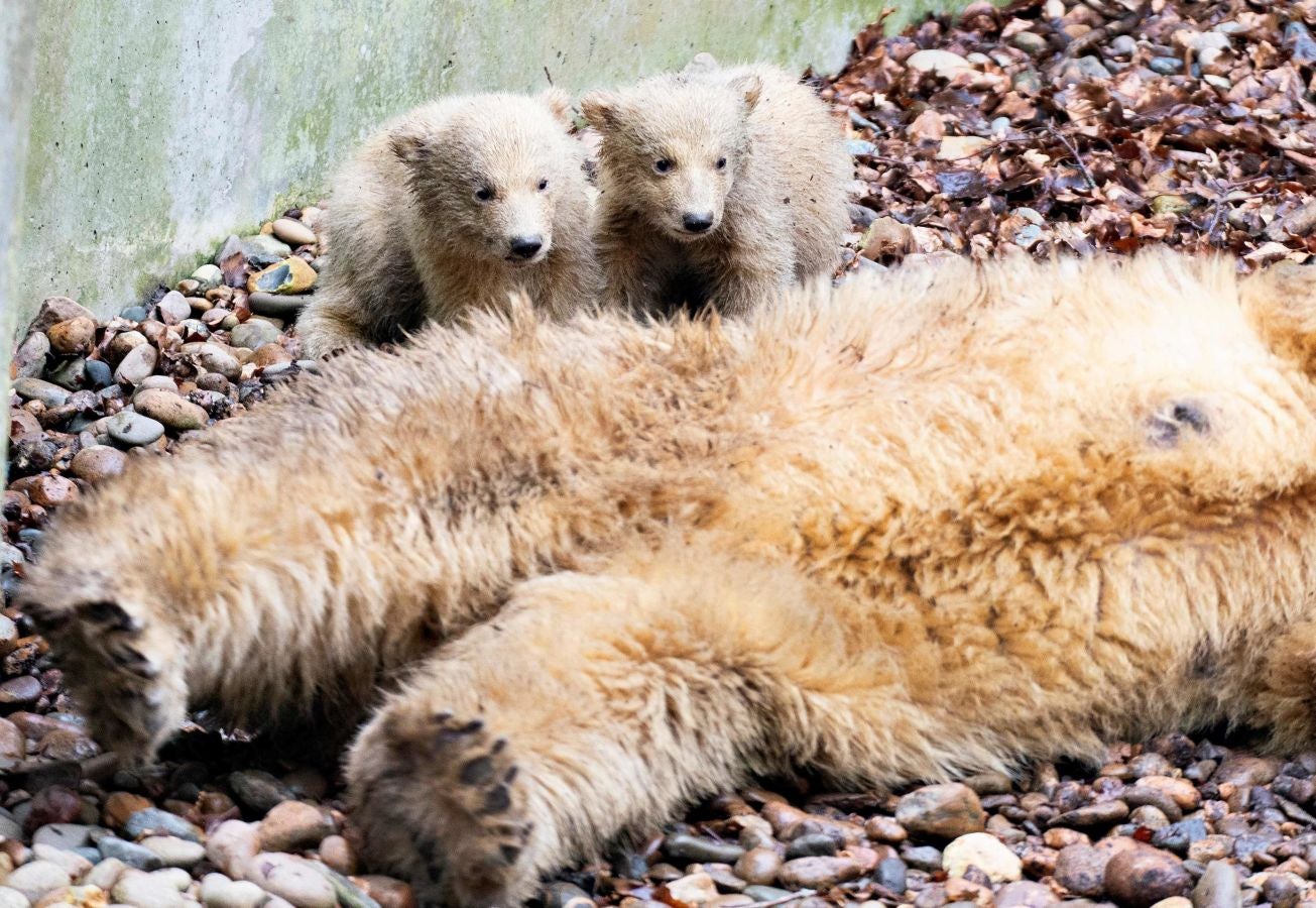 Dos nuevos cachorros de oso polar exploran su recinto con su madre Malik, por primera vez, en el zoológico de Aalborg en Aalborg, Dinamarca.