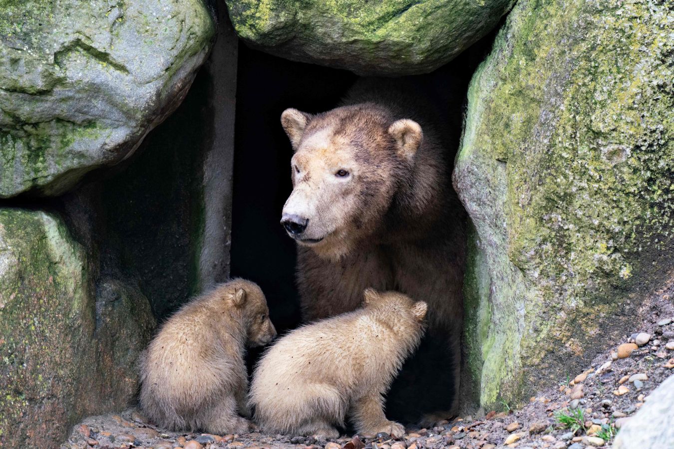 Dos nuevos cachorros de oso polar exploran su recinto con su madre Malik, por primera vez, en el zoológico de Aalborg en Aalborg, Dinamarca.