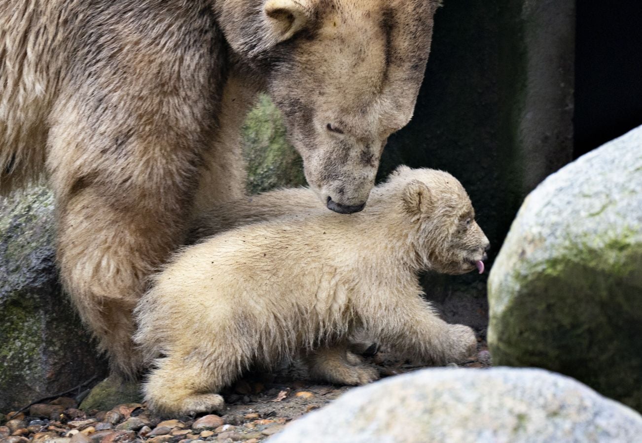 Dos nuevos cachorros de oso polar exploran su recinto con su madre Malik, por primera vez, en el zoológico de Aalborg en Aalborg, Dinamarca.