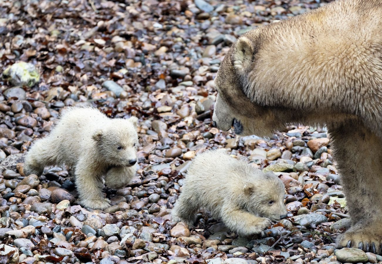 Dos nuevos cachorros de oso polar exploran su recinto con su madre Malik, por primera vez, en el zoológico de Aalborg en Aalborg, Dinamarca.