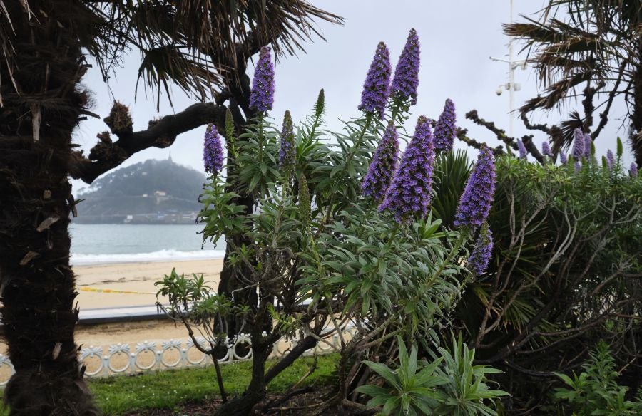 En San Sebastián hay 40.000 ejemplares inventariados