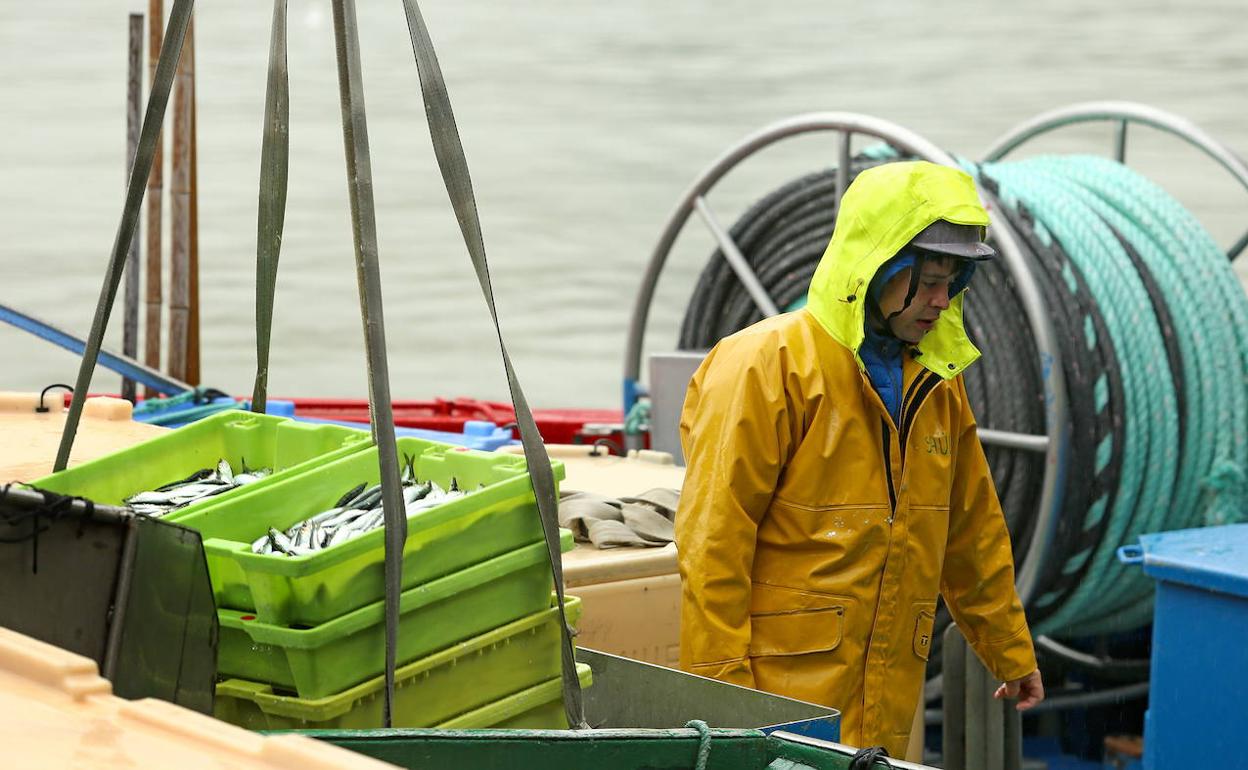 Descarga de anchoa en Pasaia. 