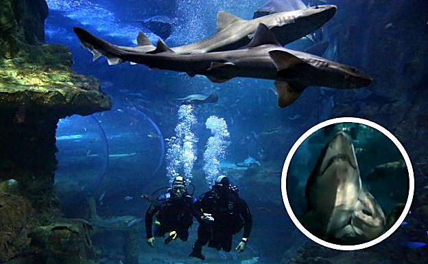 Los tiburones del Aquarium de San Sebastián se reproducen durante la cuarentena