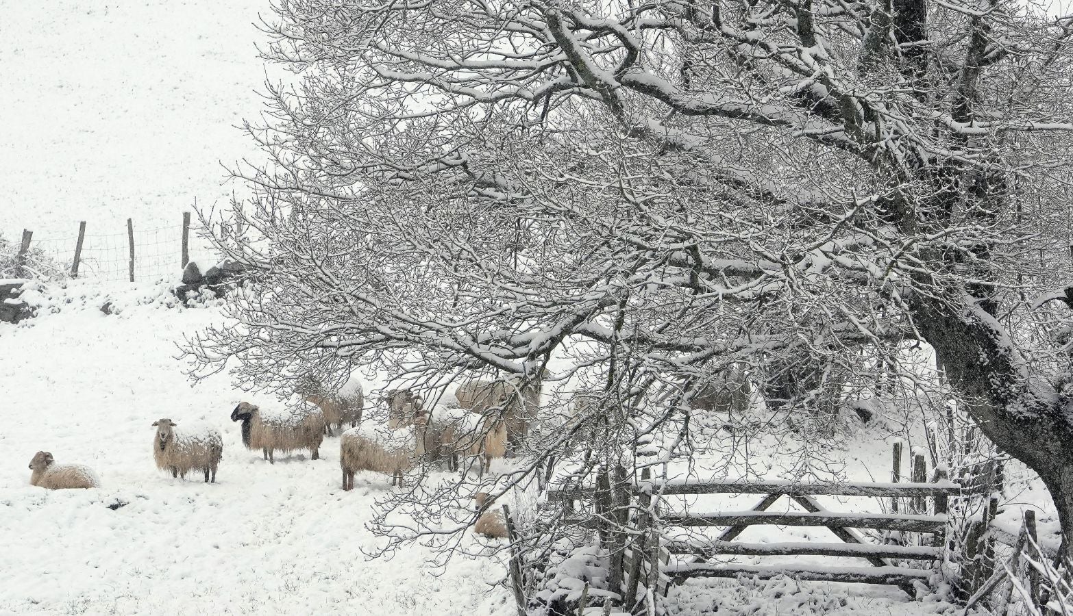 La nieve llega a Gipuzkoa