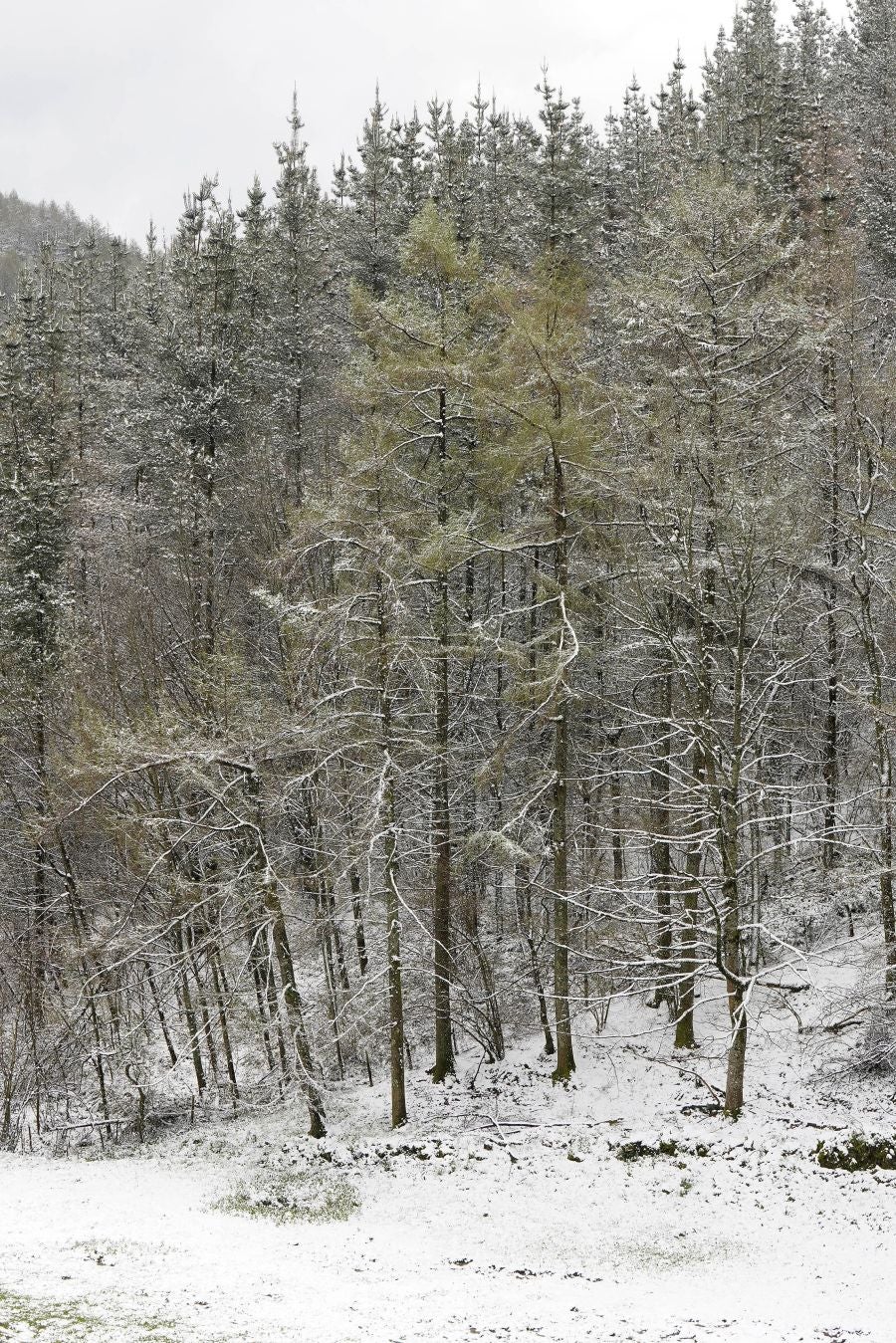 La nieve llega a Gipuzkoa
