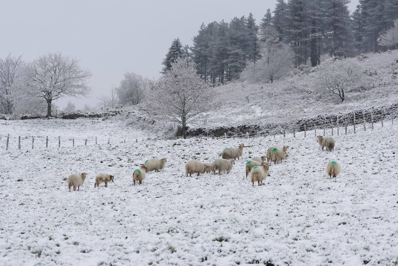 La Agencia Vasca de Meteorología, Euskalmet, prevé para este martes en Euskadi un ascenso de las temperaturas a partir de la tarde. La cota de nieve ascenderá conforme pasan las horas.