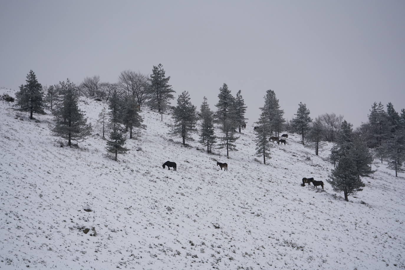 La Agencia Vasca de Meteorología, Euskalmet, prevé para este martes en Euskadi un ascenso de las temperaturas a partir de la tarde. La cota de nieve ascenderá conforme pasan las horas.