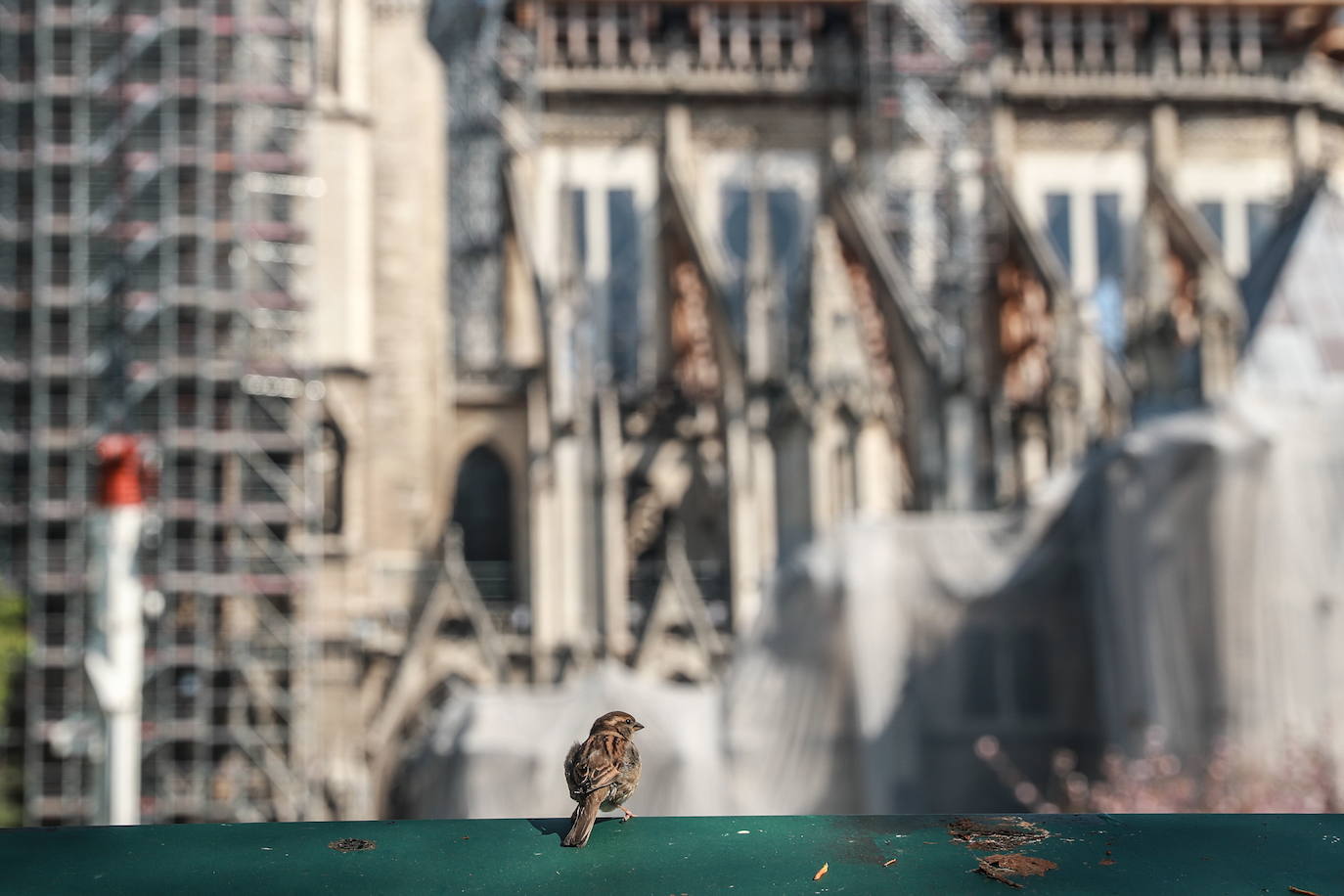 Un año después del incendio que destruyó el tejado de la catedral de Notre Dame y conmocionó al planeta, la restauración está lejos de haberse iniciado