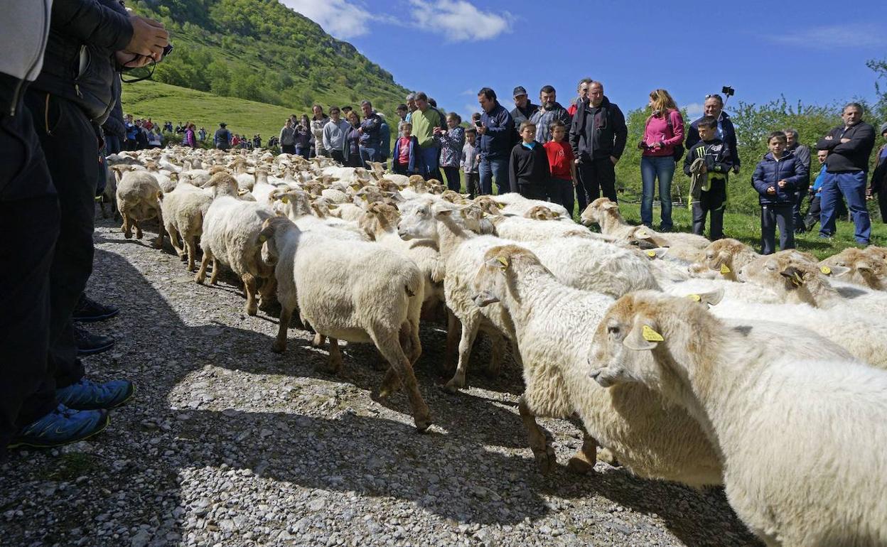 Este año no se repetirá esta imagen con público en la apertura de pastos de Aralar.