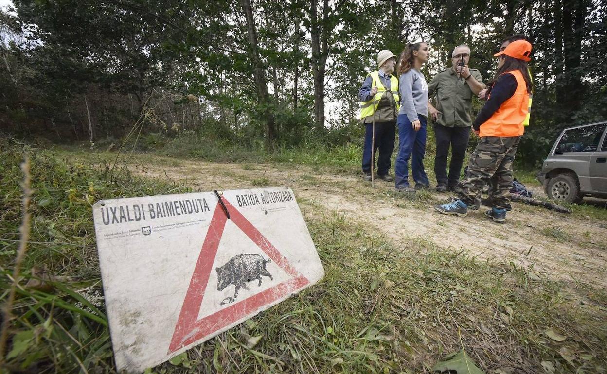 El Gobierno recomienda el control de jabalíes para evitar daños y enfermedades