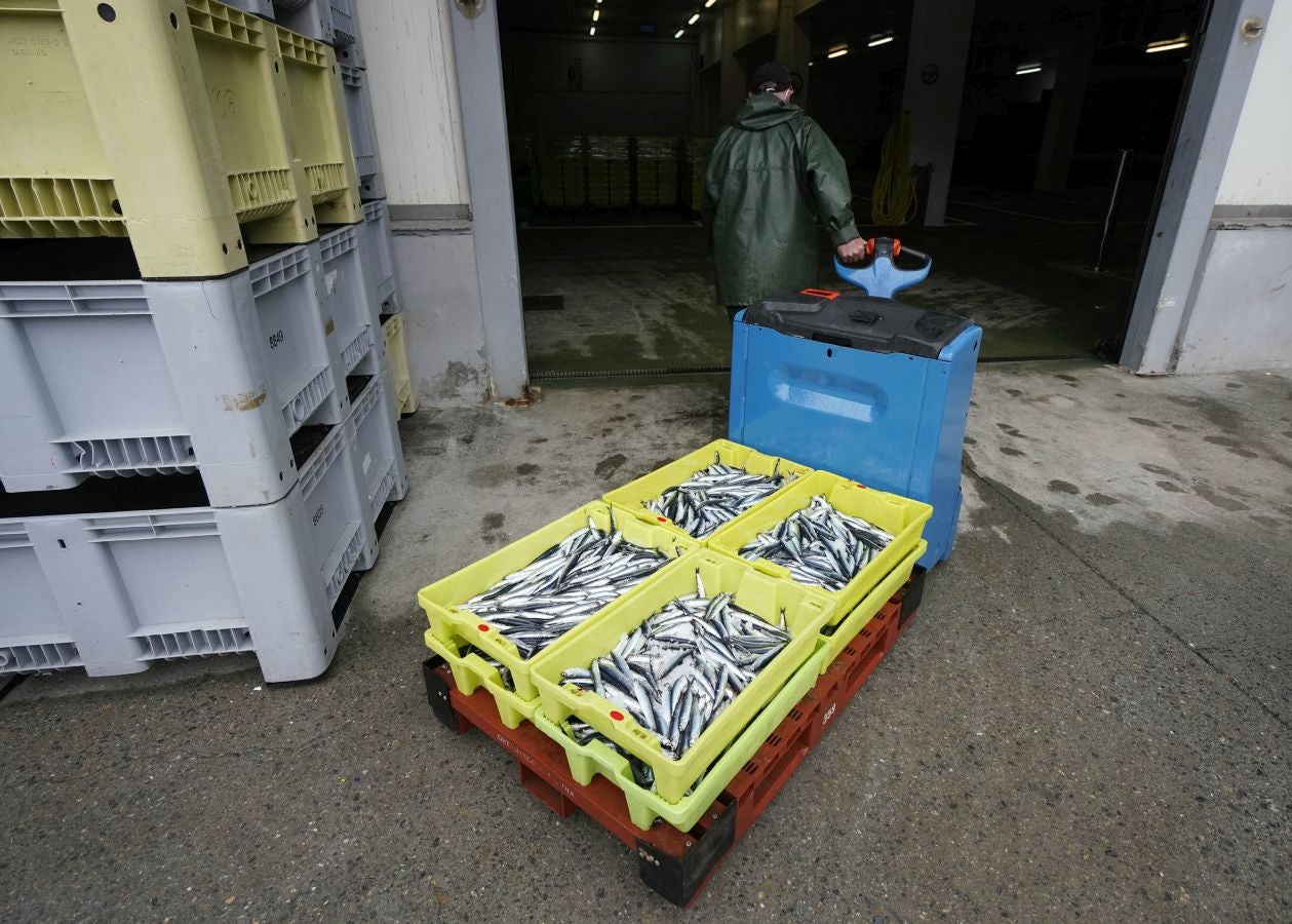 En lonja se ha abonado a 2,65 euros el kilo