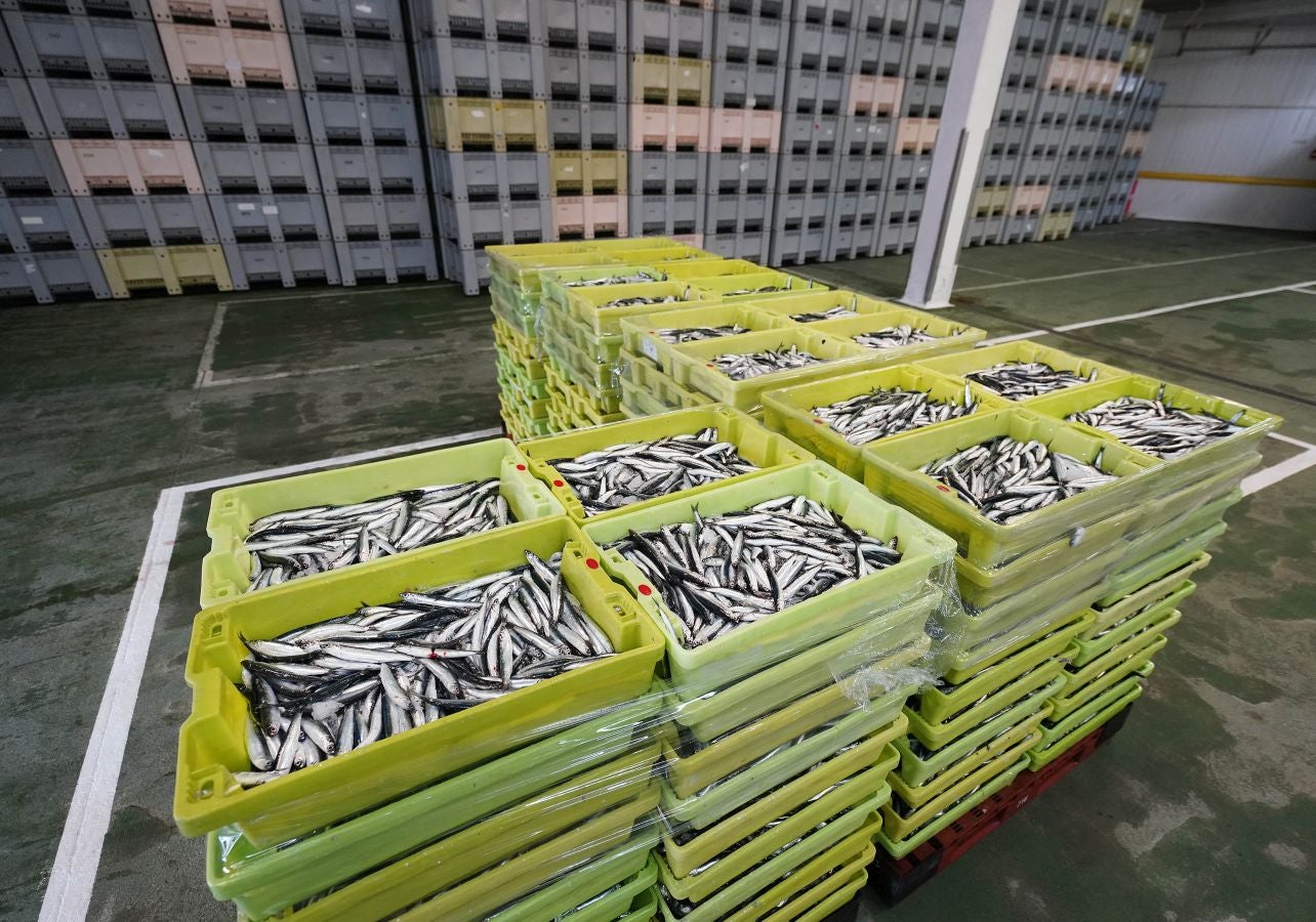 En lonja se ha abonado a 2,65 euros el kilo