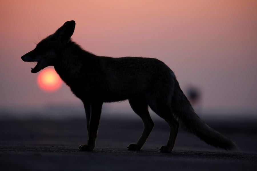 El zorro rojo se pasea tranquilamente por Ashkelon. 