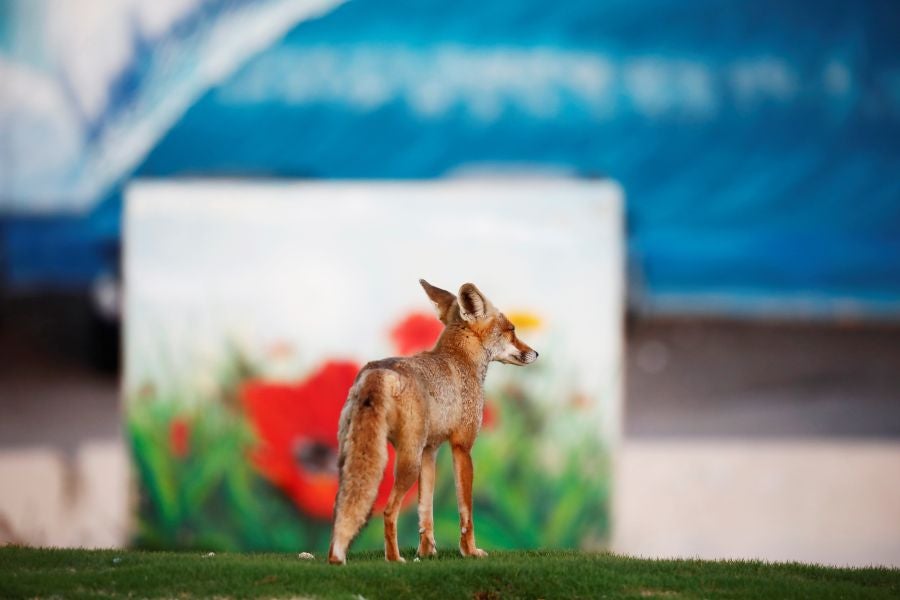 El zorro rojo se pasea tranquilamente por Ashkelon. 