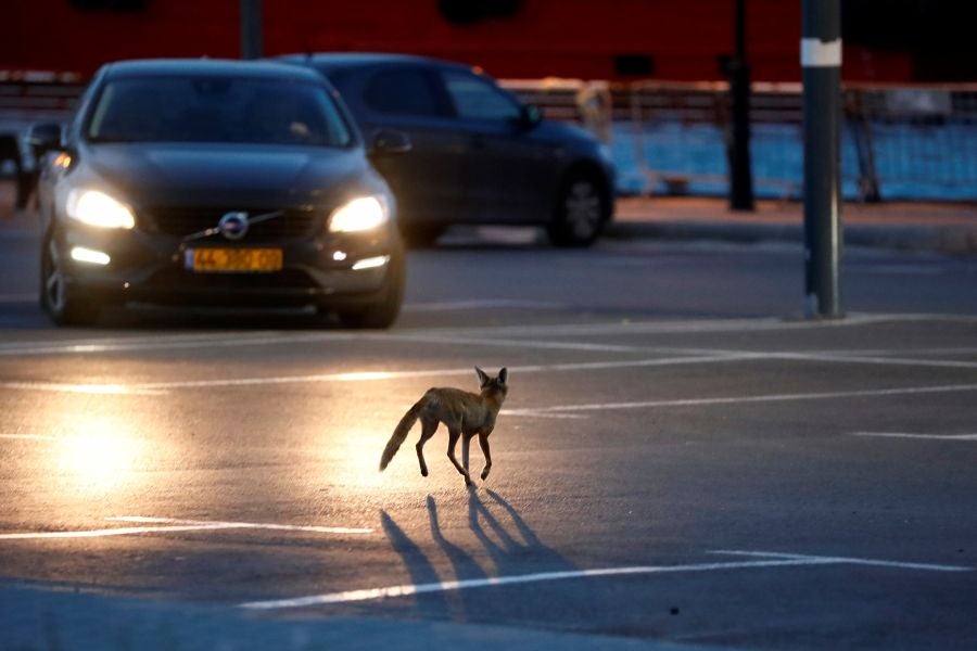 El zorro rojo se pasea tranquilamente por Ashkelon. 