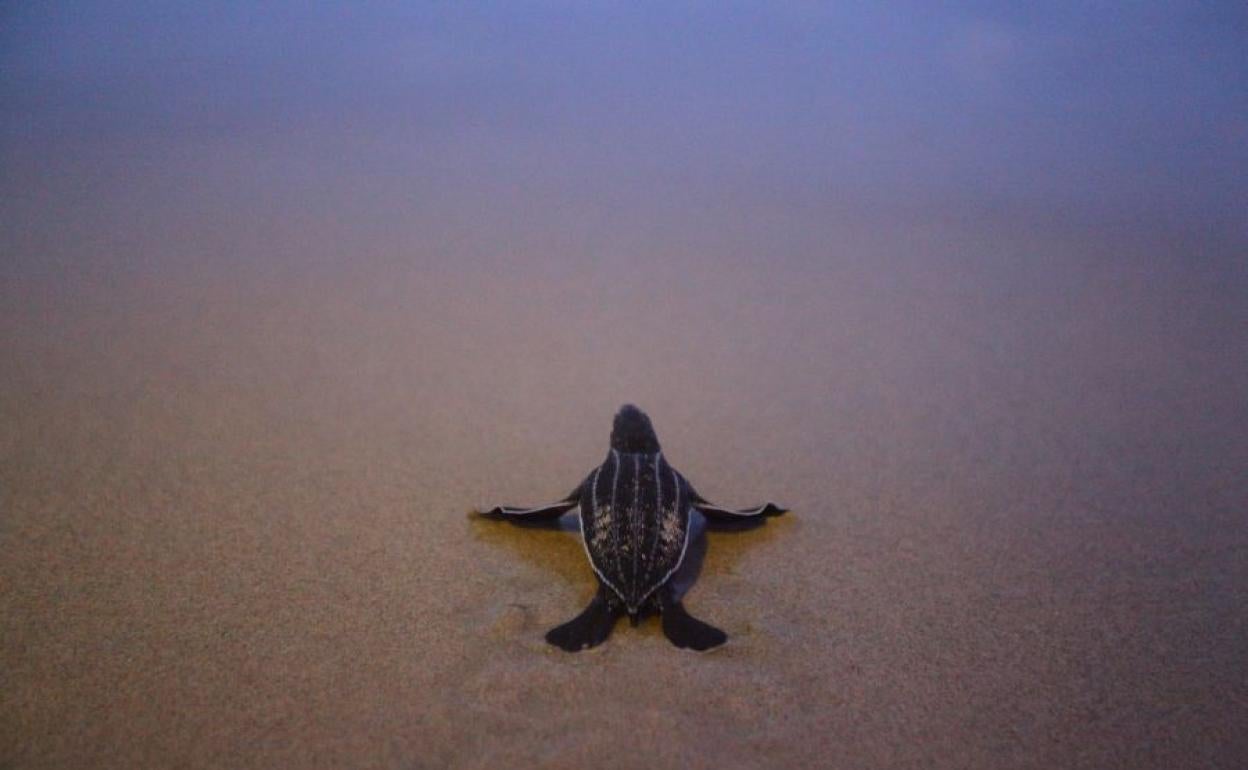 Una tortuga recién nacida en la playa de Phanga Nga, en Tailandia.