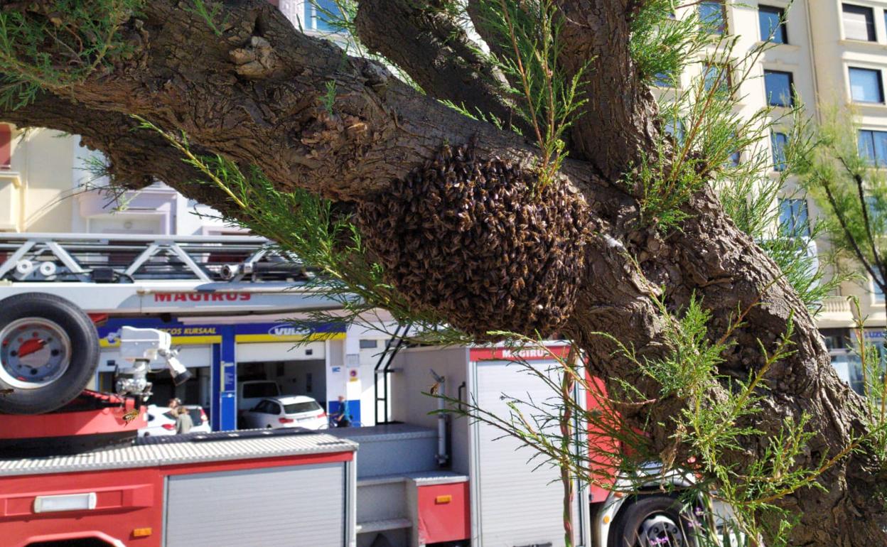 Colmena de abejas en el paseo de la Zurriola. 