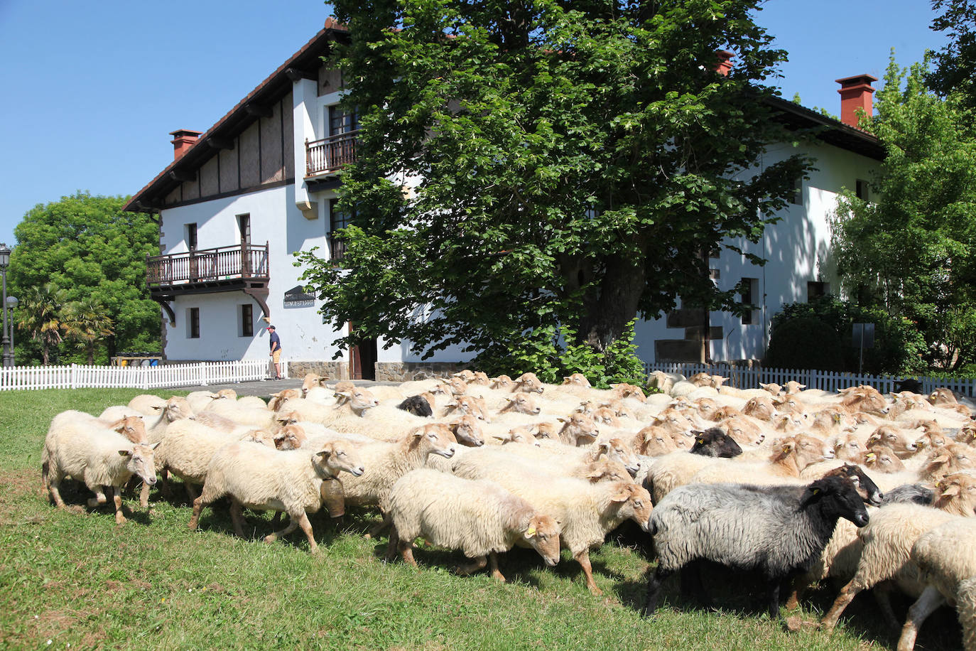 Ordizia ha recuperado este miércoles una nueva edición del Artzain eguna, aunque lo ha hecho con un único acto: la presentación del nuevo queso Idiazabal y el corte del mismo, que cada año realiza un popular personaje. Unai Campo, cocinero del restaurante Porrue de Bilbao y vinculado a la feria de Ordizia, ha sido la figura clave en una edición en la que que representantes del Gobierno Vasco y de la Diputación Foral de Gipuzkoa han seguido de forma telemática. No se ha podido celebrar, sin embargo, el tradicional paso de ovejas por el centro del pueblo