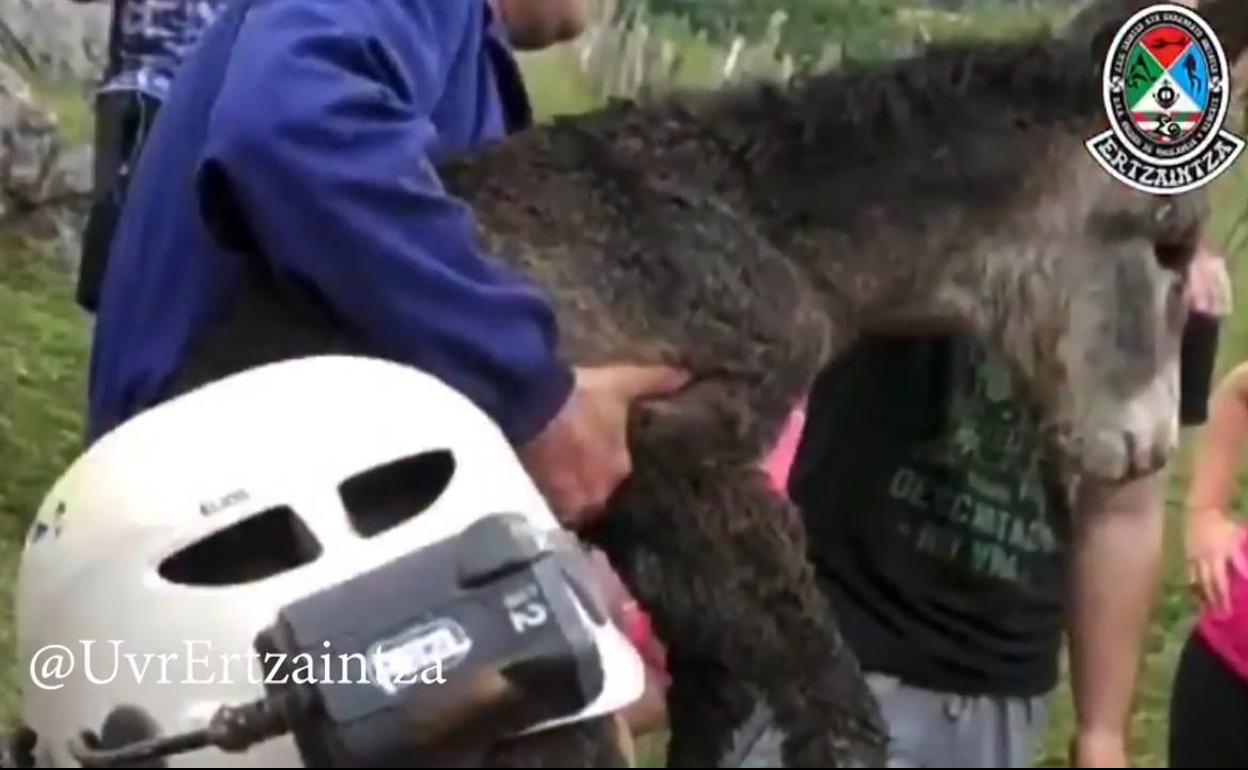 La ertzaintza rescata un burro caído en una sima de Mutriku