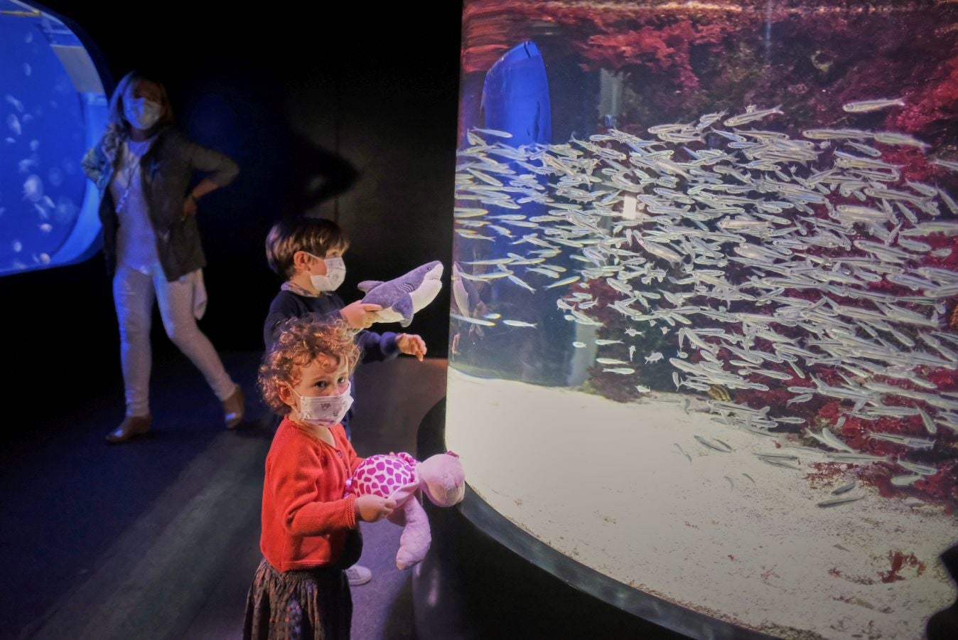 El Aquarium de Donostia ha recibido sus primeras visitas tras el cierre obligado por culpa de la crisis santiaria provocada por el Covid-19. Los hermanos Jon y Malen Lasurtegui junto con el aitona Jesús Ángel han sido los primeros afortunados en recorrer el túnel y ver a los tiburones.