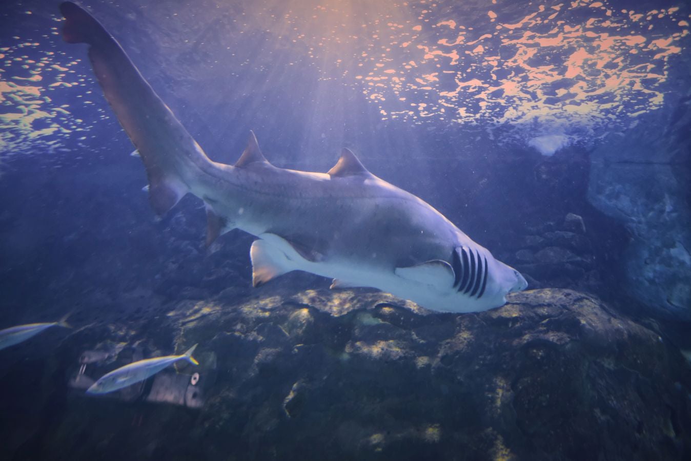 El Aquarium de Donostia ha recibido sus primeras visitas tras el cierre obligado por culpa de la crisis santiaria provocada por el Covid-19. Los hermanos Jon y Malen Lasurtegui junto con el aitona Jesús Ángel han sido los primeros afortunados en recorrer el túnel y ver a los tiburones.