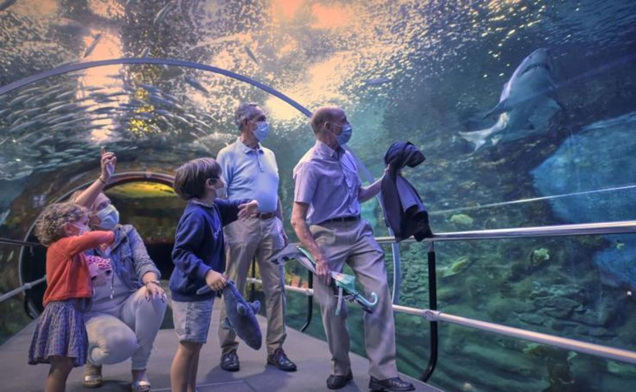 El Aquarium de San Sebastián recibe 6.923 visitas en junio, un 35% menos por culpa del coronavirus