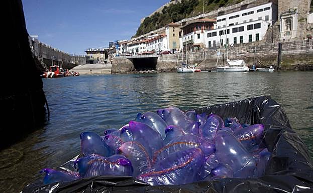 En agosto de 2010 se recogieron miles de ejemplares. 