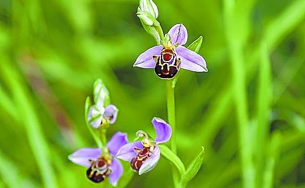 La orquídea abejera,que imitael abdomende una abeja hembra para atraer a los machos y ser fecundada.