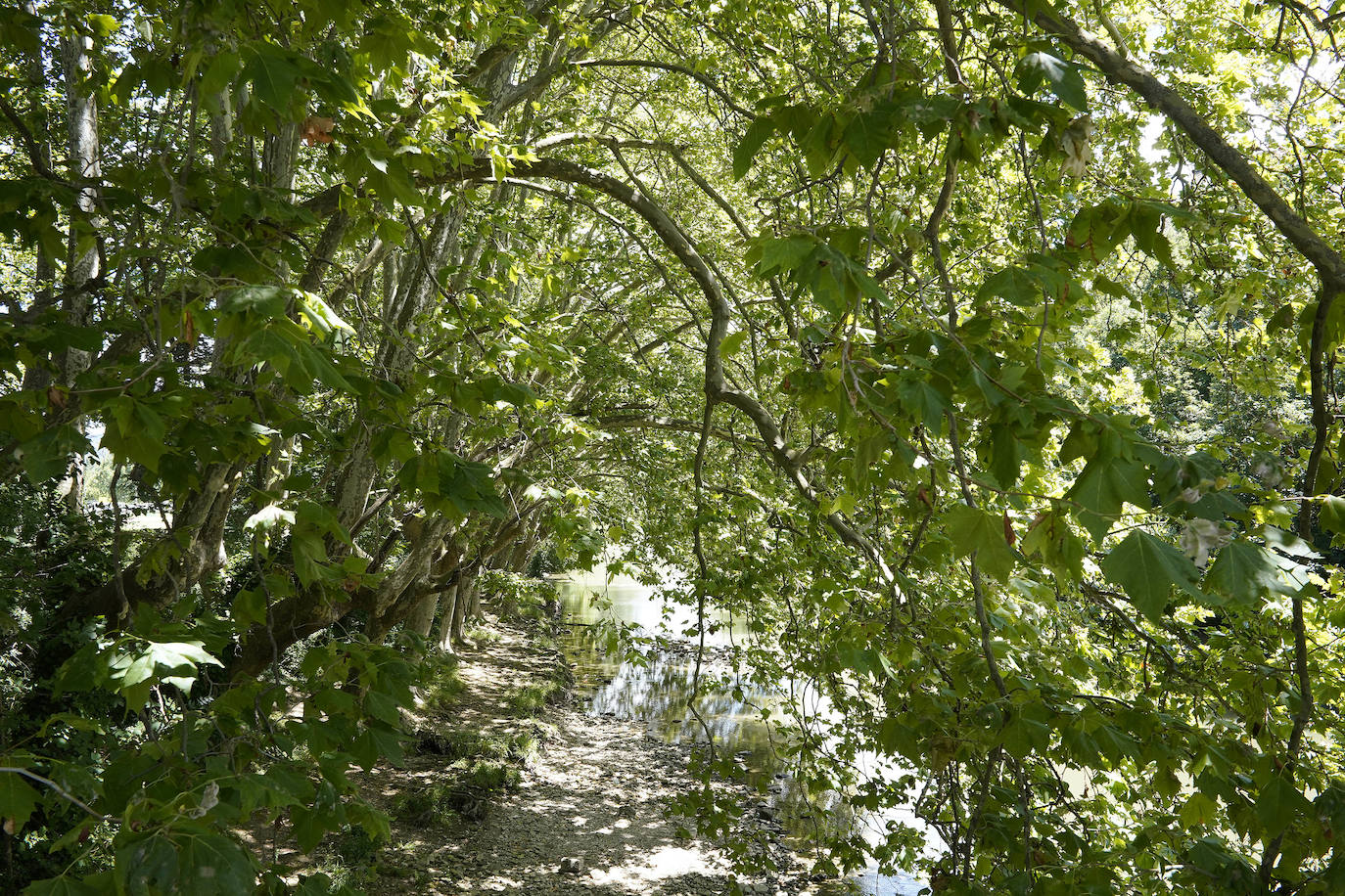 Sus tres patronos (que solo son dos) protegen a los amantes, los peregrinos y los visitantes de la ciudad del Arga. Entre plátanos, cerca del río, Gora San Fermín, Viva San Saturnino, Adelante San Cernín