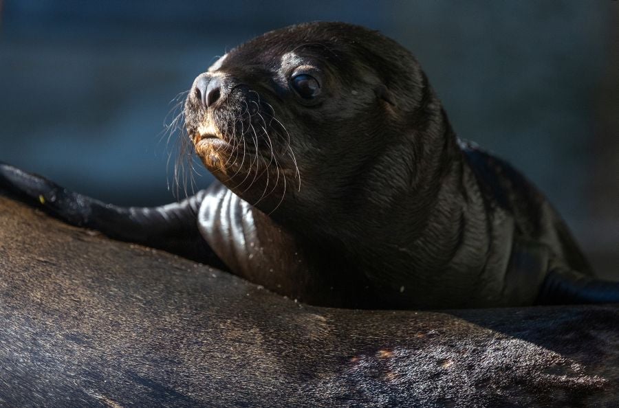 Un cachorro de lobo marino de doce días de edad es visto con su madre Peaches en su recinto en el zoológico Schoenbrunner Tiergarten en medio del brote de la enfermedad por coronavirus (COVID-19) en Viena, Austria