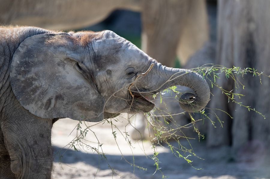 Un cachorro de lobo marino de doce días de edad es visto con su madre Peaches en su recinto en el zoológico Schoenbrunner Tiergarten en medio del brote de la enfermedad por coronavirus (COVID-19) en Viena, Austria