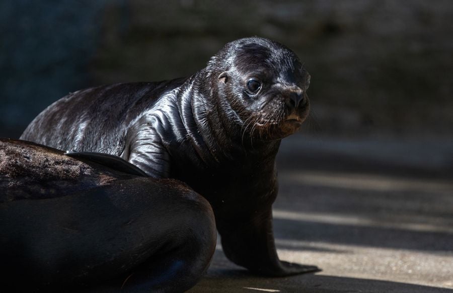 Un cachorro de lobo marino de doce días de edad es visto con su madre Peaches en su recinto en el zoológico Schoenbrunner Tiergarten en medio del brote de la enfermedad por coronavirus (COVID-19) en Viena, Austria