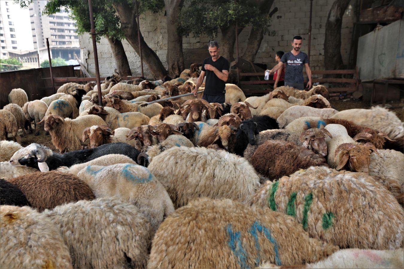 La festividad conocida como Eid al-Adha o Fiesta del Cordero es una de las celebraciones más importantes en el mundo musulmán. No hay una fecha exacta de celebración, pues su realización coincide con el fin del peregrinaje a La Meca (El Hajj). Es una tradición en la cual se aprovecha para orar junto con la familia y posteriormente se sacrifica un cordero. Esto por hacer una referencia a los hechos de las sagradas escrituras del Corán. En el cual se menciona que Dios, ordenó a Abraham a sacrificar a su primogénito como prueba de su fidelidad y, previo a esto, Dios le ofreció un cordero para sacrificarlo. Es una costumbre con bastante arraigo en el mundo árabe. Países como Afganistán, Siria, Kuwait, Líbano, Palestina o Nigeria lo celebran. 