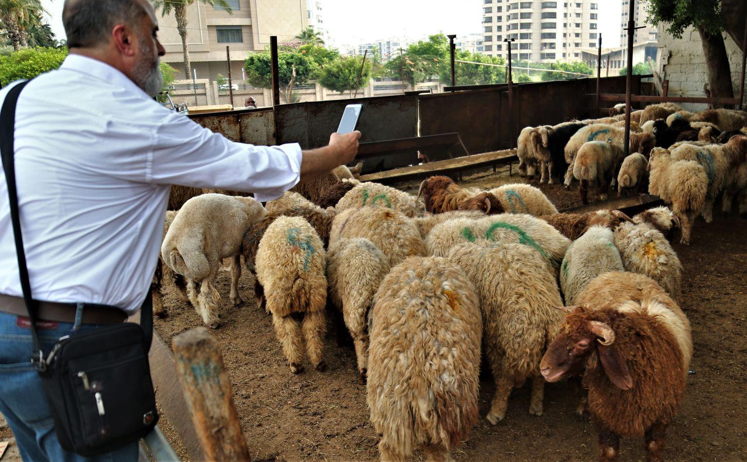 La festividad conocida como Eid al-Adha o Fiesta del Cordero es una de las celebraciones más importantes en el mundo musulmán. No hay una fecha exacta de celebración, pues su realización coincide con el fin del peregrinaje a La Meca (El Hajj). Es una tradición en la cual se aprovecha para orar junto con la familia y posteriormente se sacrifica un cordero. Esto por hacer una referencia a los hechos de las sagradas escrituras del Corán. En el cual se menciona que Dios, ordenó a Abraham a sacrificar a su primogénito como prueba de su fidelidad y, previo a esto, Dios le ofreció un cordero para sacrificarlo. Es una costumbre con bastante arraigo en el mundo árabe. Países como Afganistán, Siria, Kuwait, Líbano, Palestina o Nigeria lo celebran.
