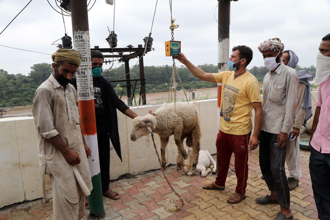 La festividad conocida como Eid al-Adha o Fiesta del Cordero es una de las celebraciones más importantes en el mundo musulmán. No hay una fecha exacta de celebración, pues su realización coincide con el fin del peregrinaje a La Meca (El Hajj). Es una tradición en la cual se aprovecha para orar junto con la familia y posteriormente se sacrifica un cordero. Esto por hacer una referencia a los hechos de las sagradas escrituras del Corán. En el cual se menciona que Dios, ordenó a Abraham a sacrificar a su primogénito como prueba de su fidelidad y, previo a esto, Dios le ofreció un cordero para sacrificarlo. Es una costumbre con bastante arraigo en el mundo árabe. Países como Afganistán, Siria, Kuwait, Líbano, Palestina o Nigeria lo celebran. 