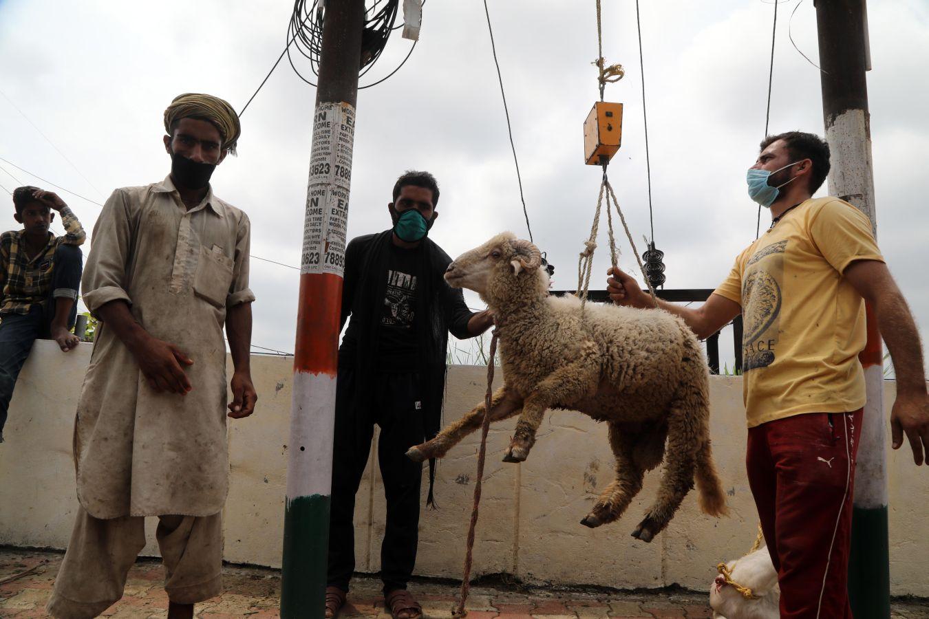 La festividad conocida como Eid al-Adha o Fiesta del Cordero es una de las celebraciones más importantes en el mundo musulmán. No hay una fecha exacta de celebración, pues su realización coincide con el fin del peregrinaje a La Meca (El Hajj). Es una tradición en la cual se aprovecha para orar junto con la familia y posteriormente se sacrifica un cordero. Esto por hacer una referencia a los hechos de las sagradas escrituras del Corán. En el cual se menciona que Dios, ordenó a Abraham a sacrificar a su primogénito como prueba de su fidelidad y, previo a esto, Dios le ofreció un cordero para sacrificarlo. Es una costumbre con bastante arraigo en el mundo árabe. Países como Afganistán, Siria, Kuwait, Líbano, Palestina o Nigeria lo celebran. 