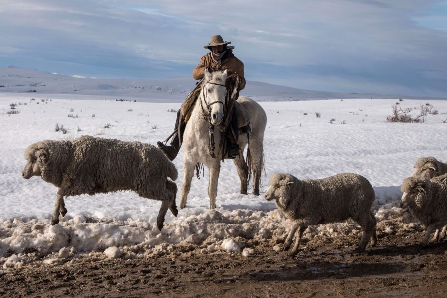 Un ganadero argentino cuida a sus ovejas salvajes después de una fuerte tormenta en Bariloche, en la provincia argentina de Patagonia