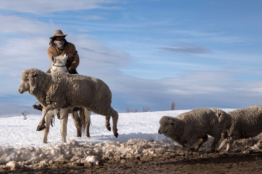 Un ganadero argentino cuida a sus ovejas salvajes después de una fuerte tormenta en Bariloche, en la provincia argentina de Patagonia