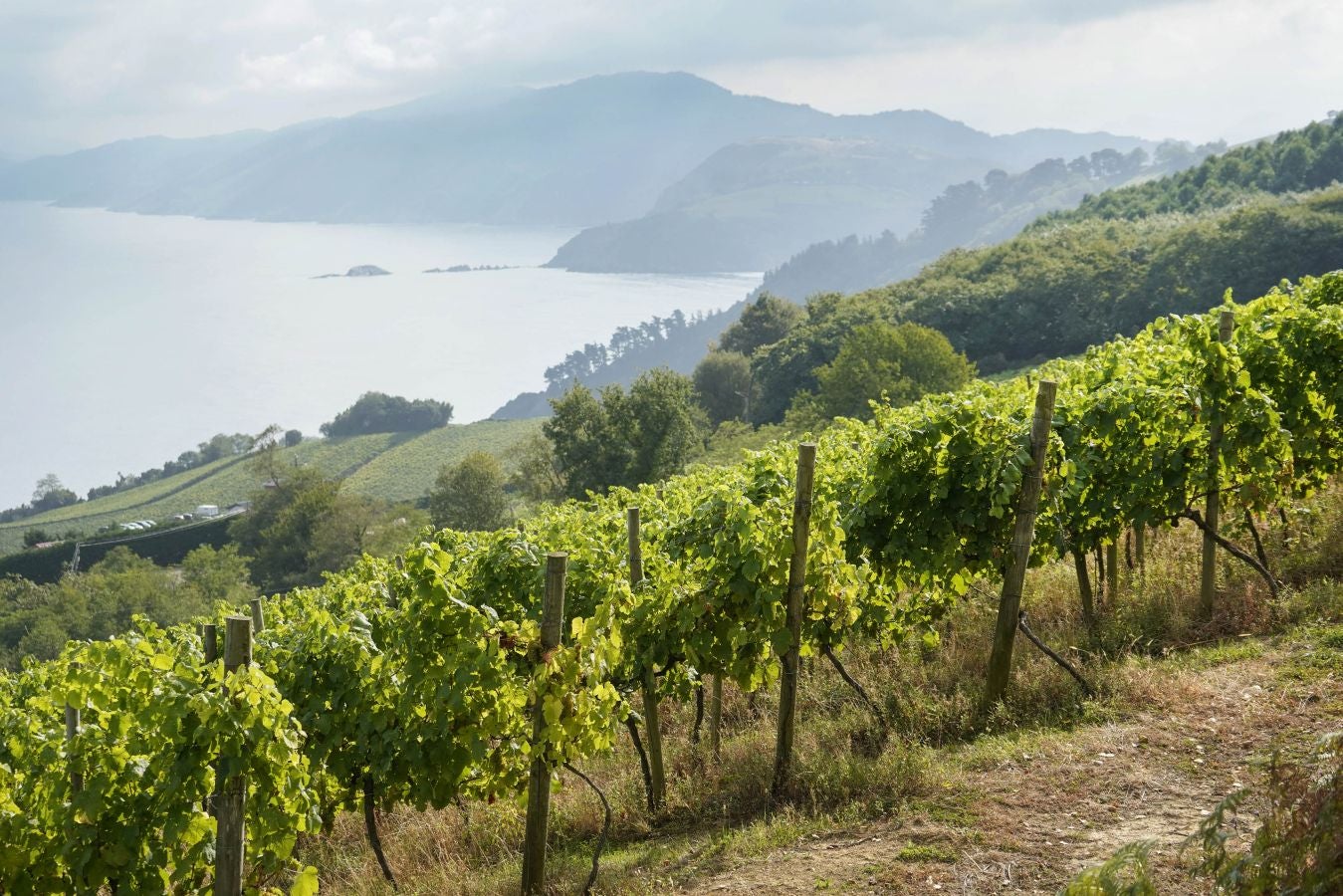 Medio millar de temporeros se someten a test PCR antes de dar comienzo a la vendimia del txakoli