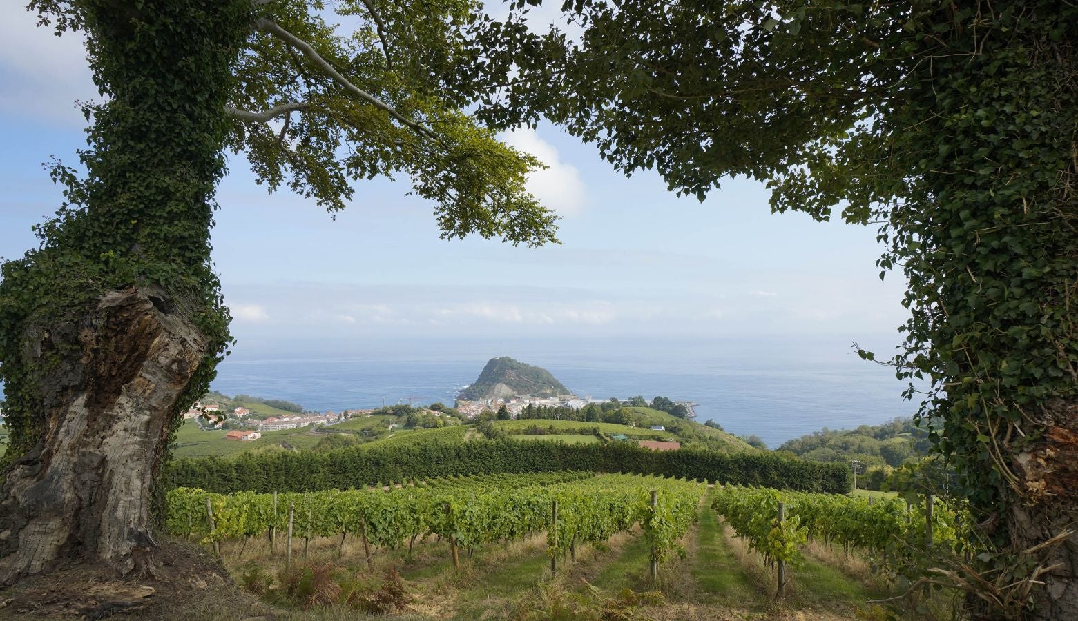 Medio millar de temporeros se someten a test PCR antes de dar comienzo a la vendimia del txakoli