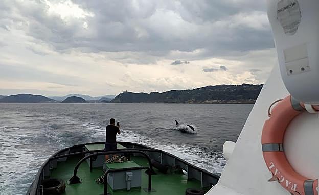 Imagen principal - San Sebastián: aparece una orca cerca de la bahía de La Concha
